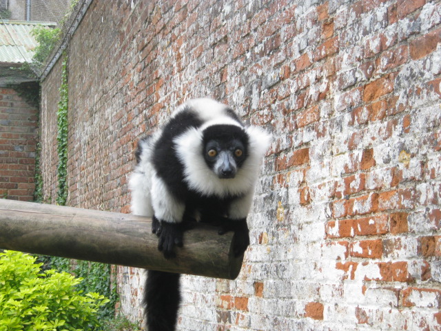 Black & White Ruffed Lemur 2012