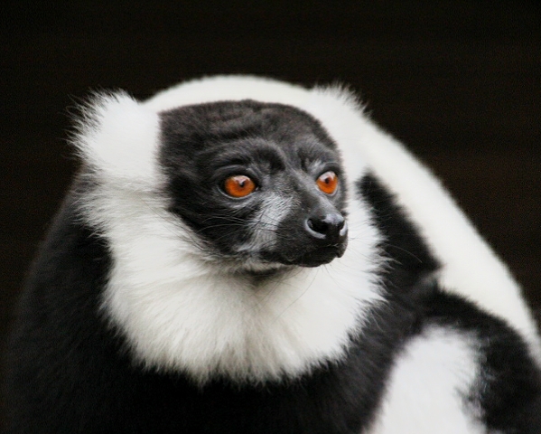 Black & White Ruffed Lemur at Dudley Zoo & Castle