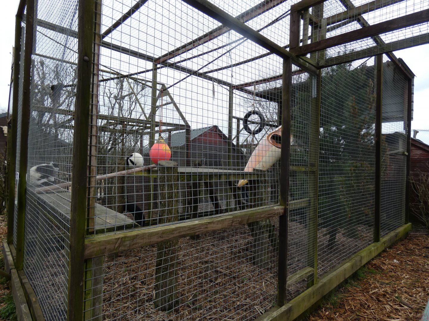 Black-&-White Ruffed Lemur Enclosure