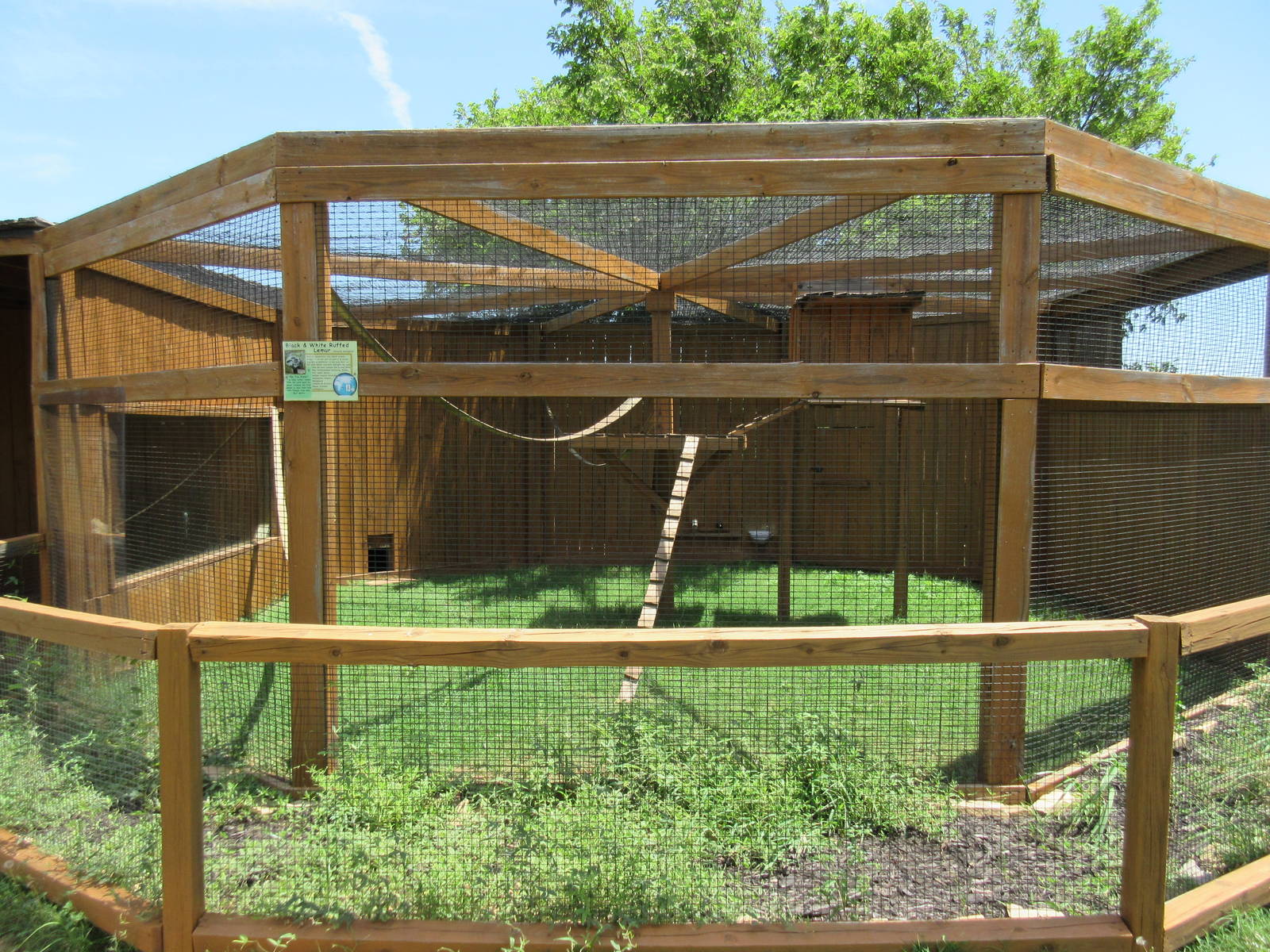 Black + White Ruffed Lemur Exhibit #1