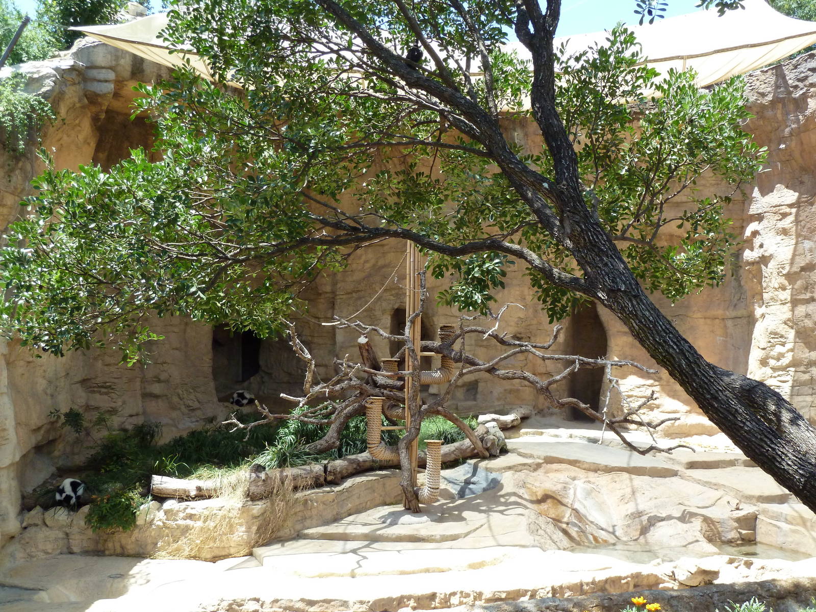 Black + White Ruffed Lemur Exhibit