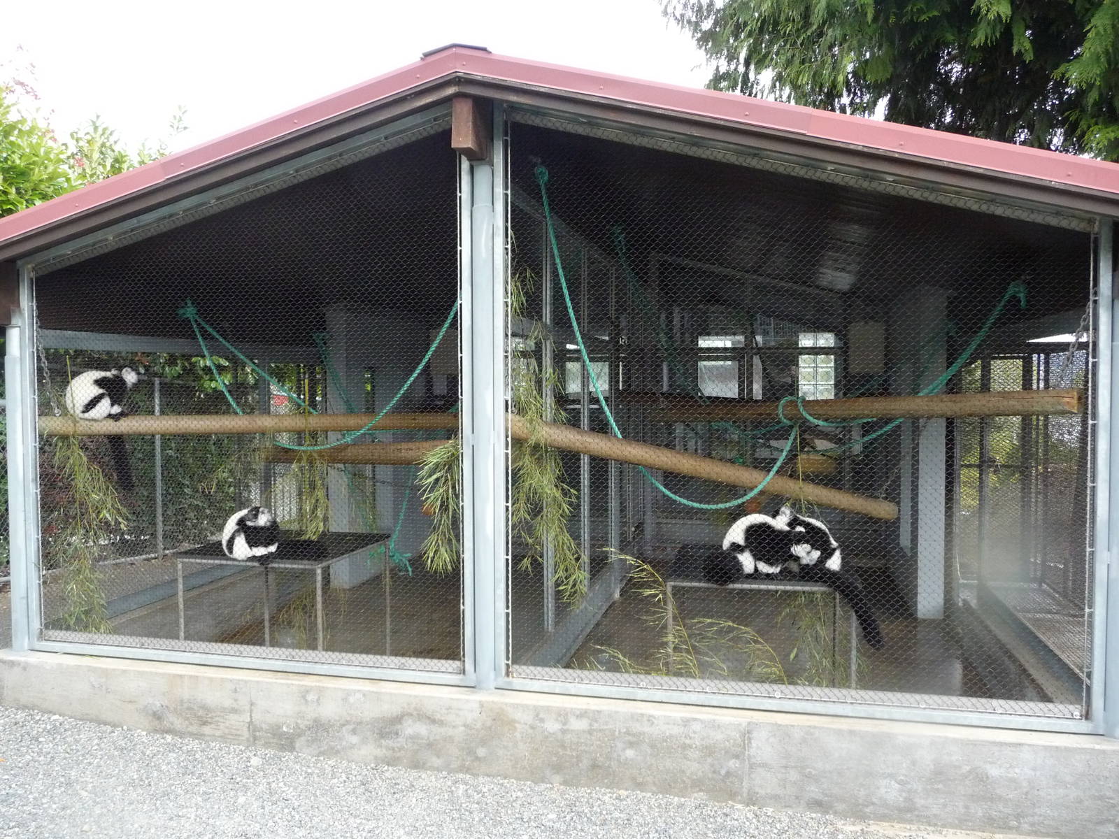 Black + White Ruffed Lemur Exhibit