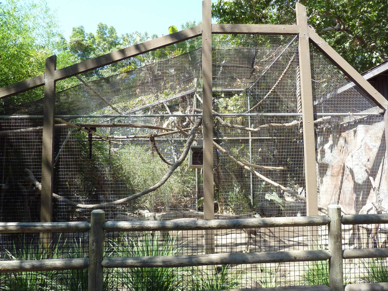 Black + White Ruffed Lemur Exhibit