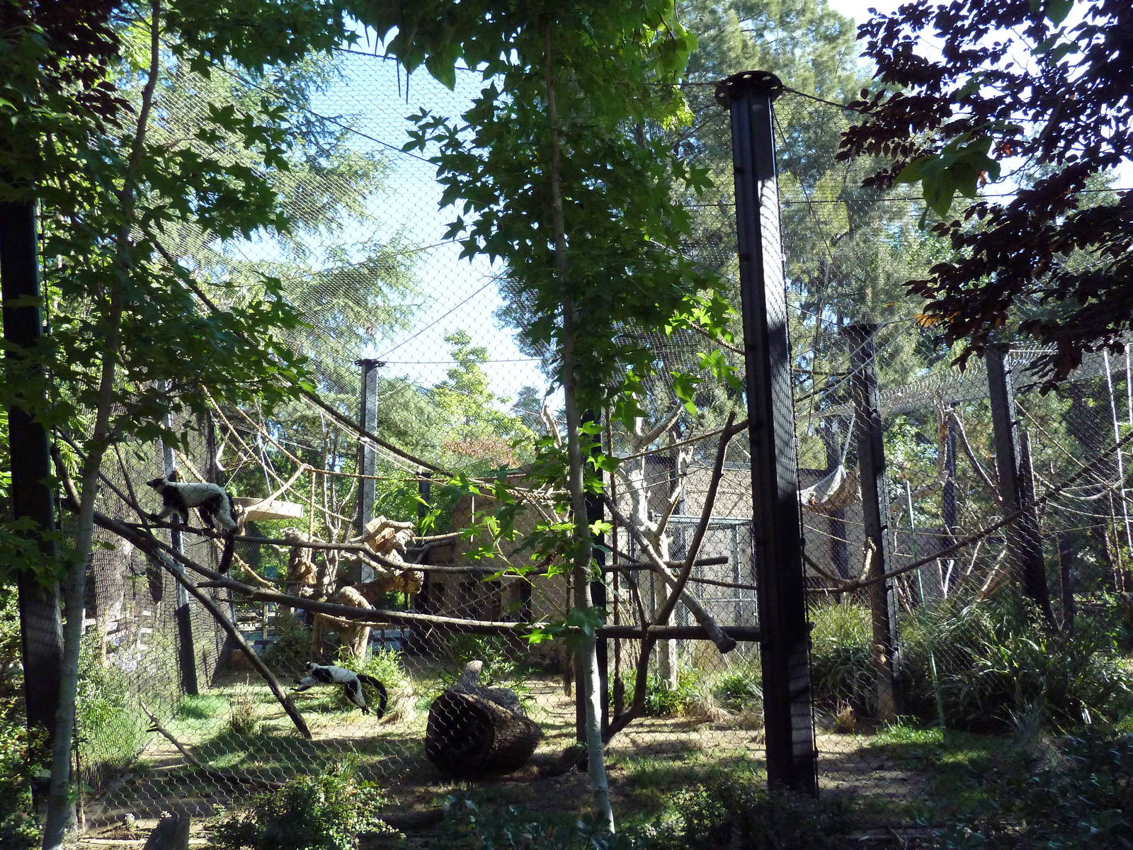 Black + White Ruffed Lemur Exhibit