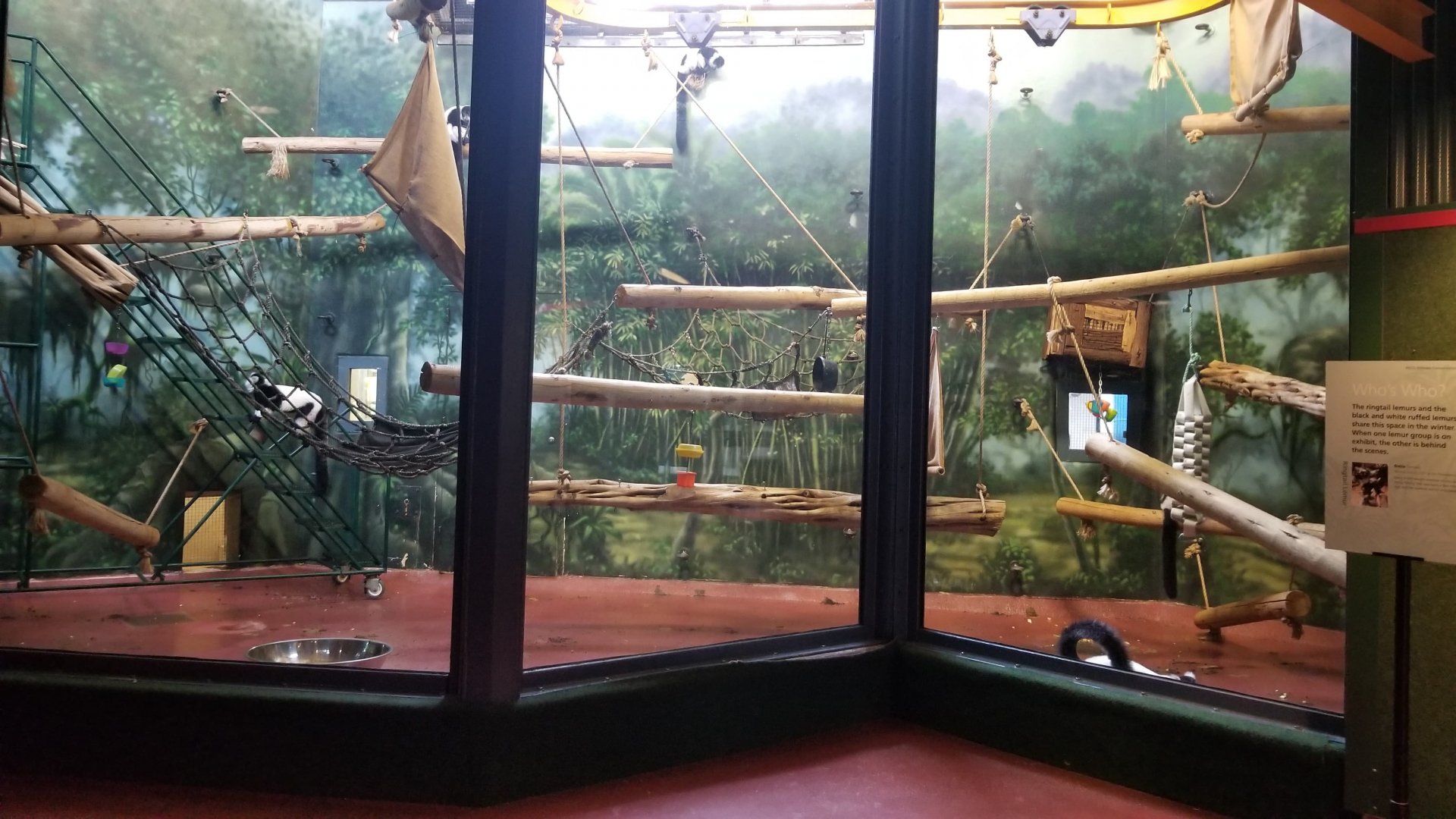 Black & White Ruffed Lemur exhibit