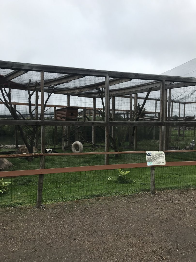 Black & White Ruffed Lemur Exhibit