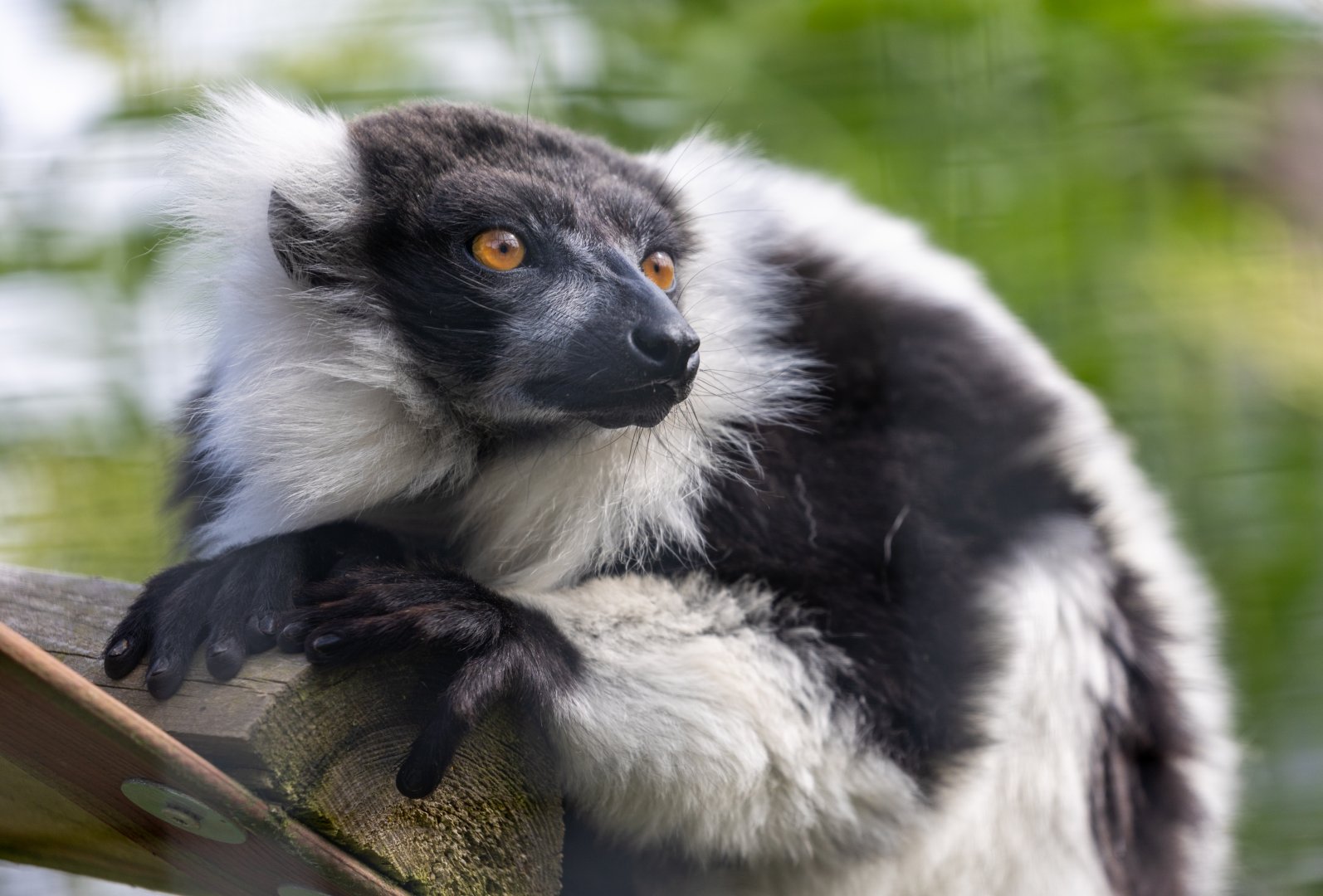 Black & White Ruffed Lemur / Hamerton / 8-7-21