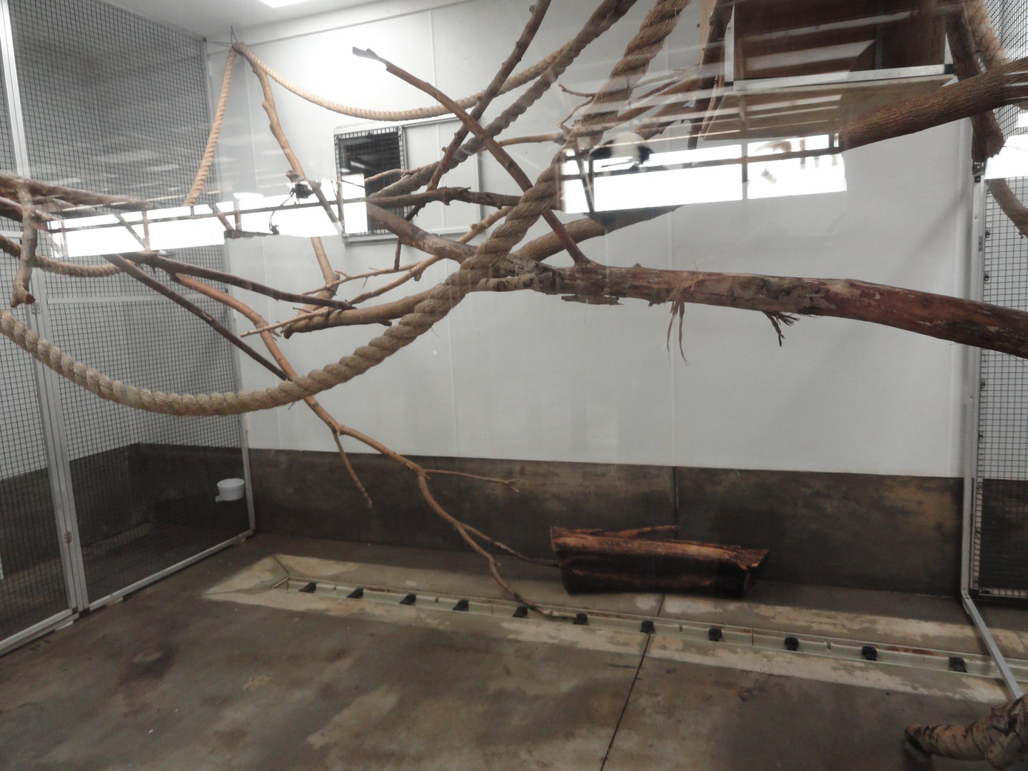 Black & White Ruffed Lemur Indoor Exhibit