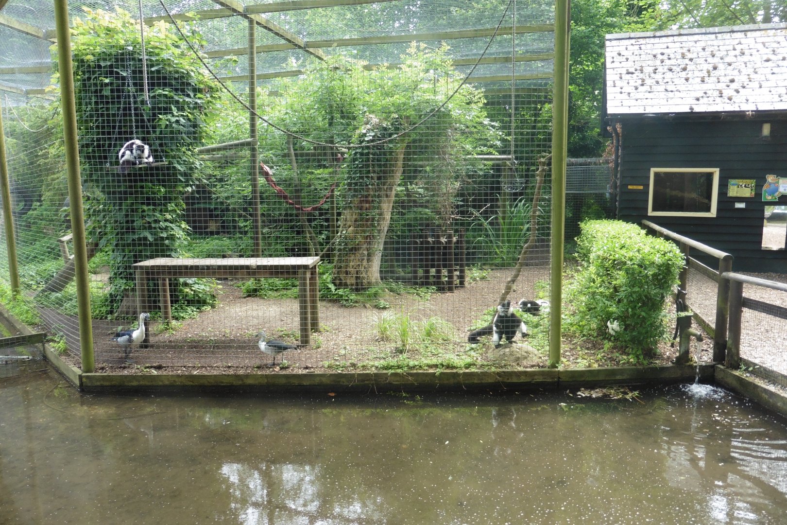 Black & White-ruffed lemur + Knob-billed ducks