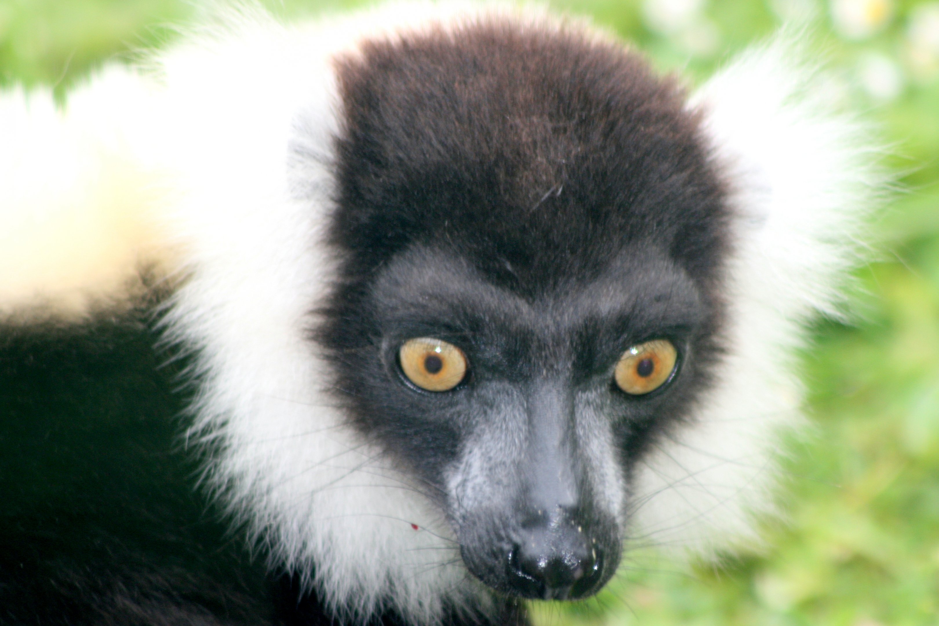 Black & white ruffed lemur; Marwell; 20th May 2017