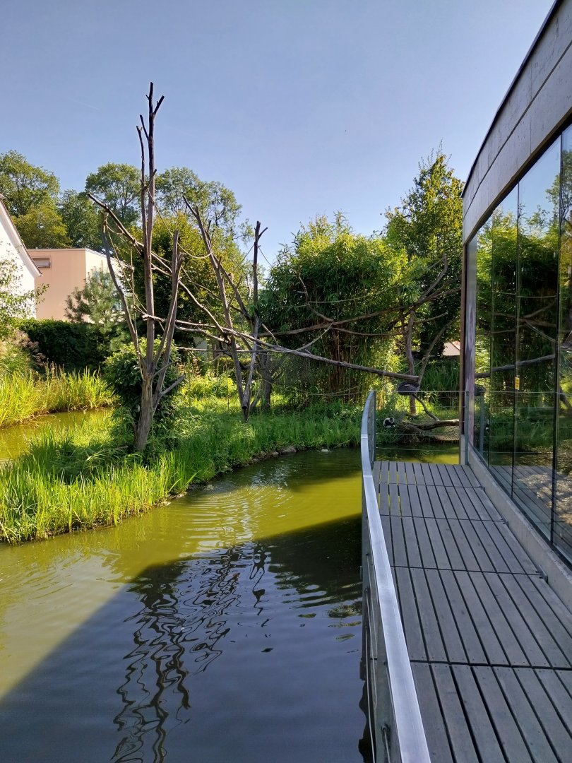 Black & white ruffed lemur pavillion