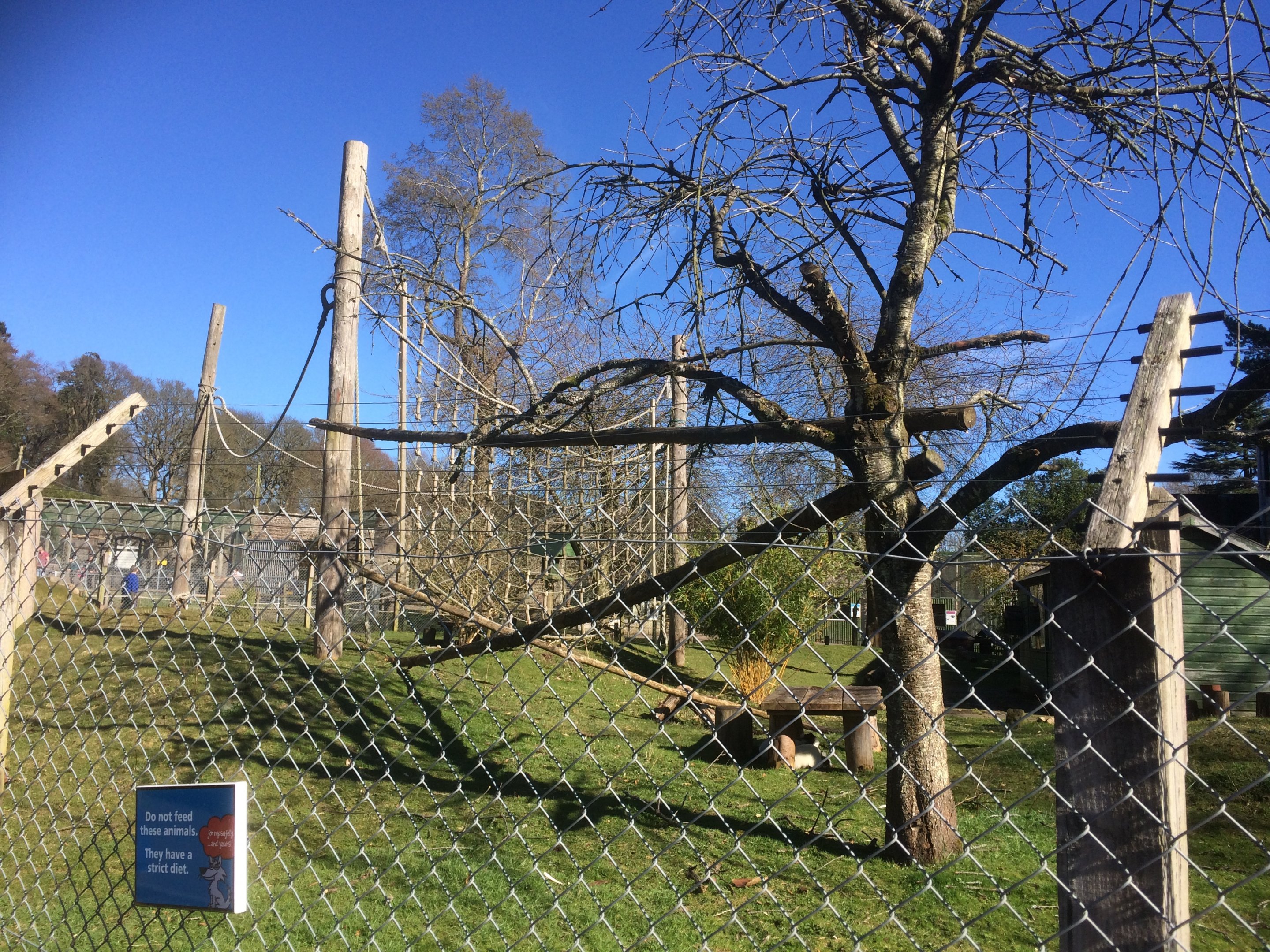 Black & white ruffed lemur & red bellied lemur mixed exhibit