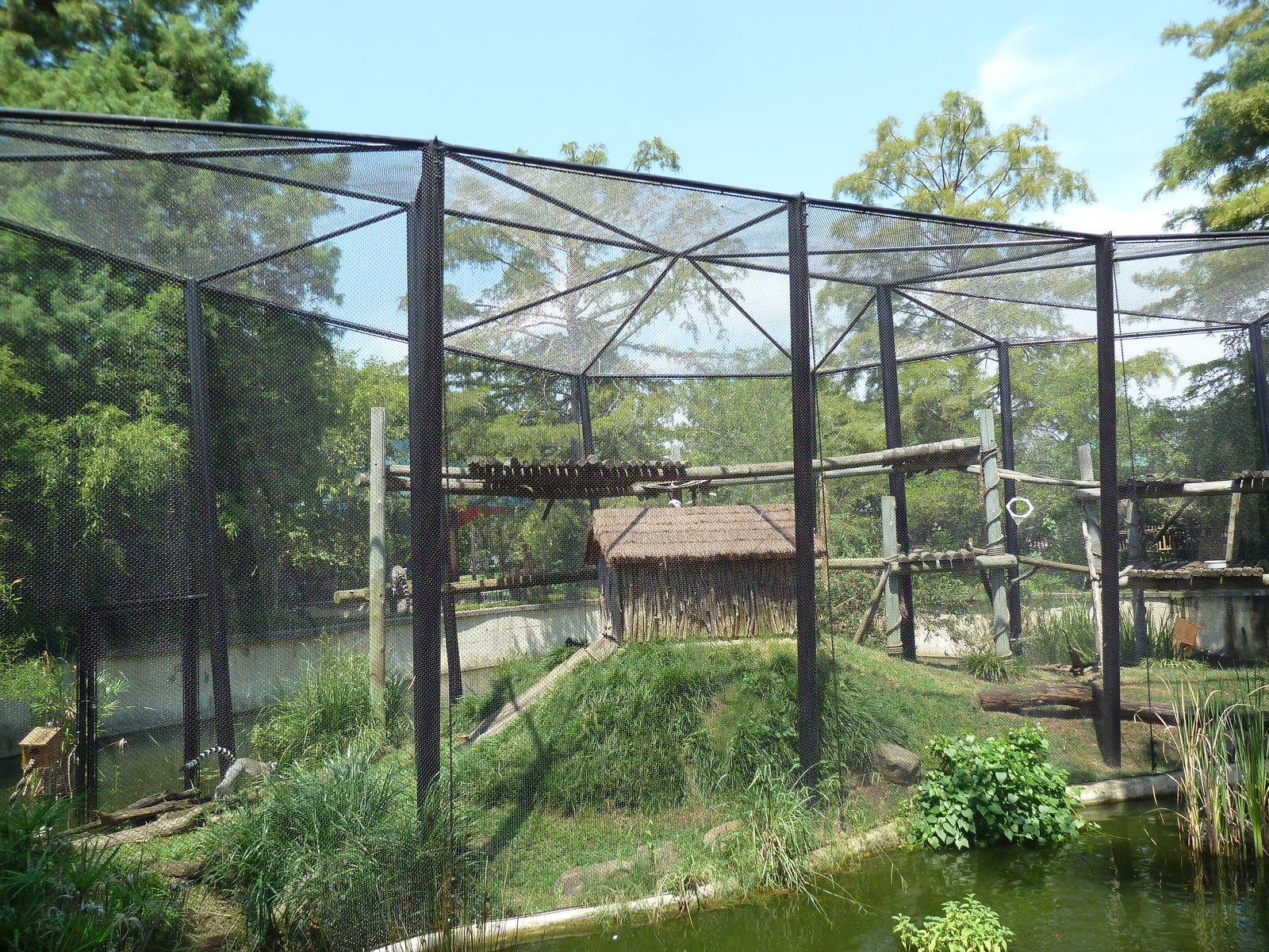 Black + White Ruffed Lemur/Ring-Tailed Lemur Exhibit