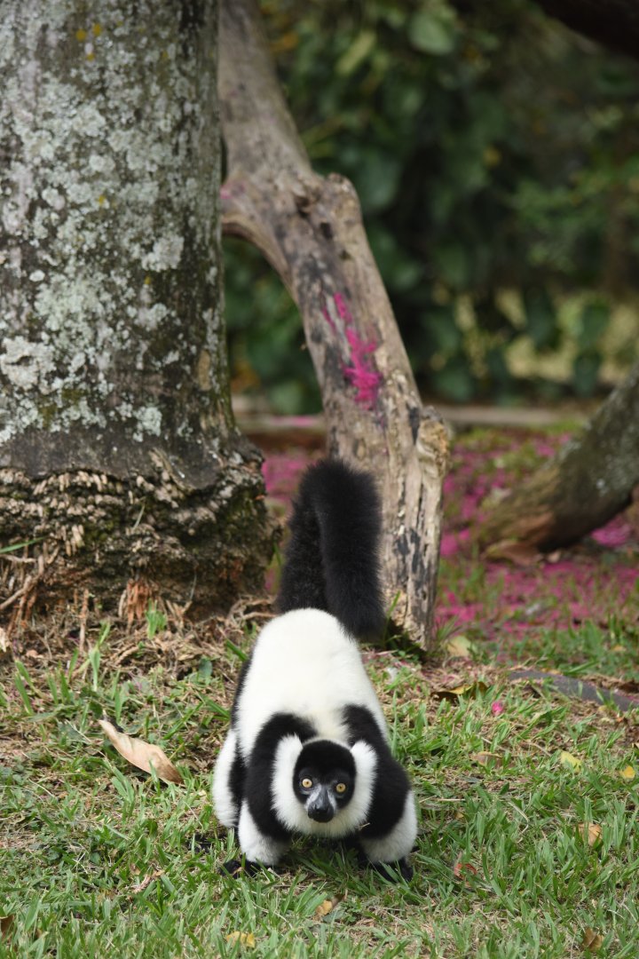 Black & white ruffed lemur (Varecia variegata)