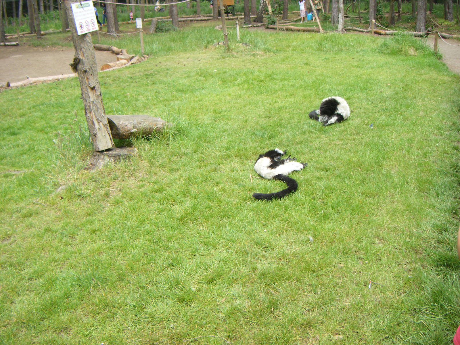 Black & white ruffed lemur