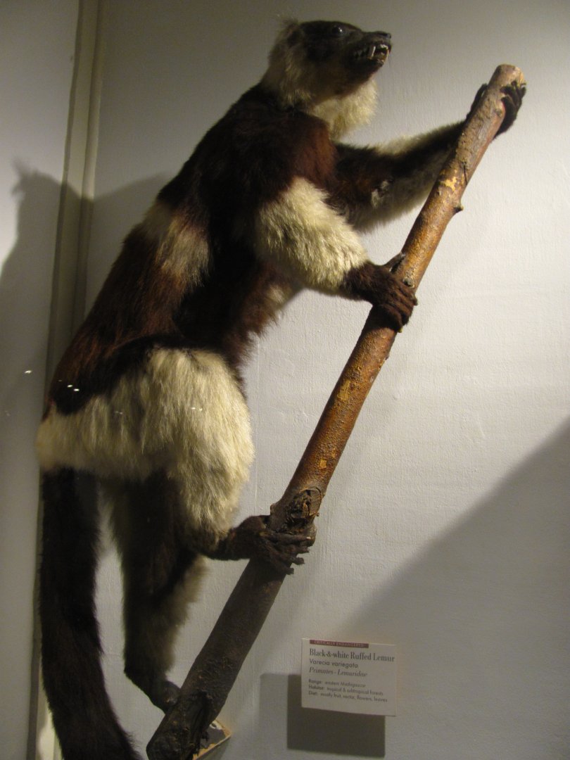 Black & White Ruffed Lemur