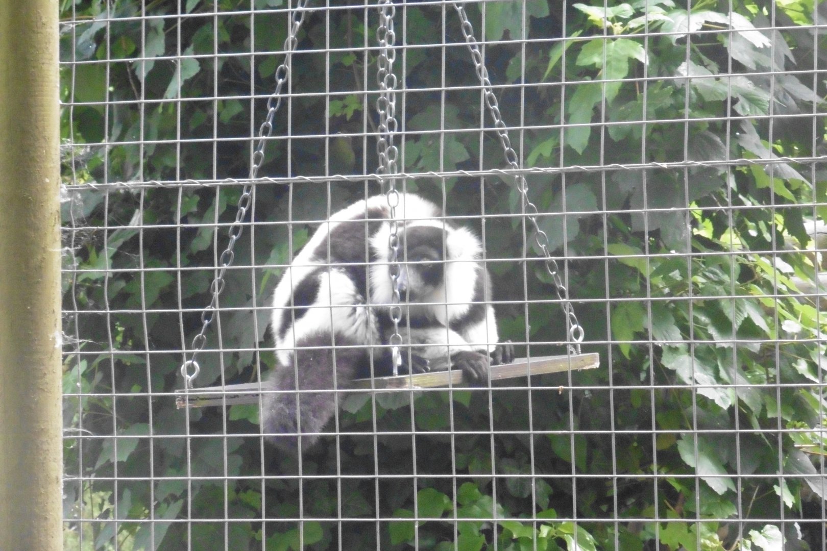 Black & White-ruffed Lemur