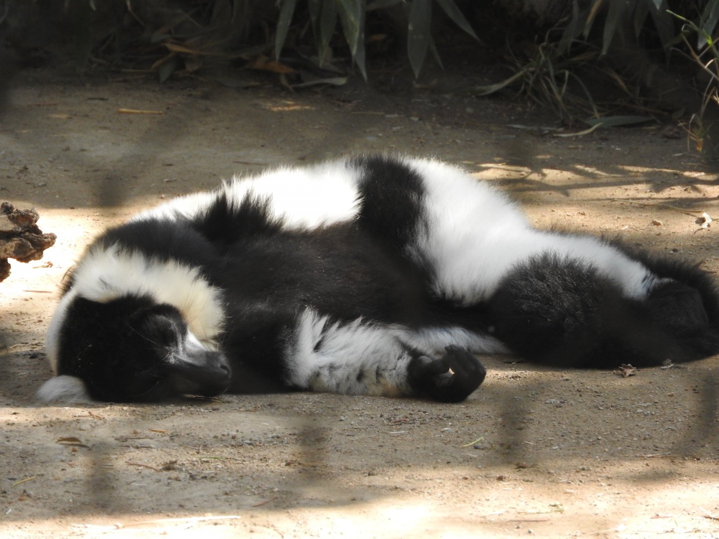 Black & White Ruffed Lemur