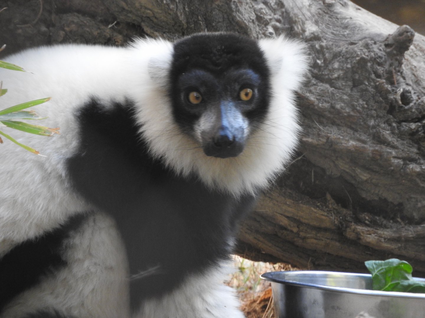 Black & White Ruffed Lemur