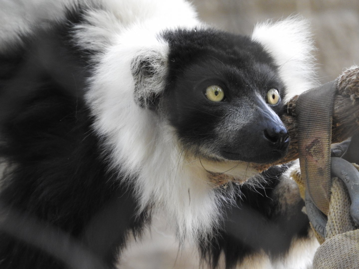 Black & White Ruffed Lemur