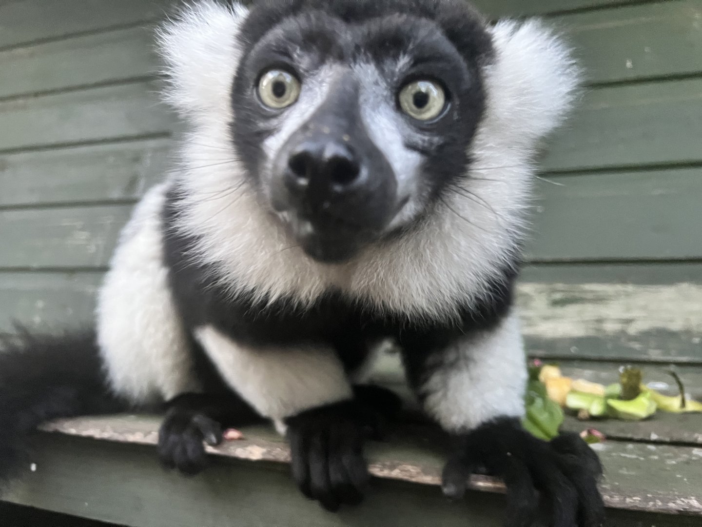 Black & white ruffed lemur