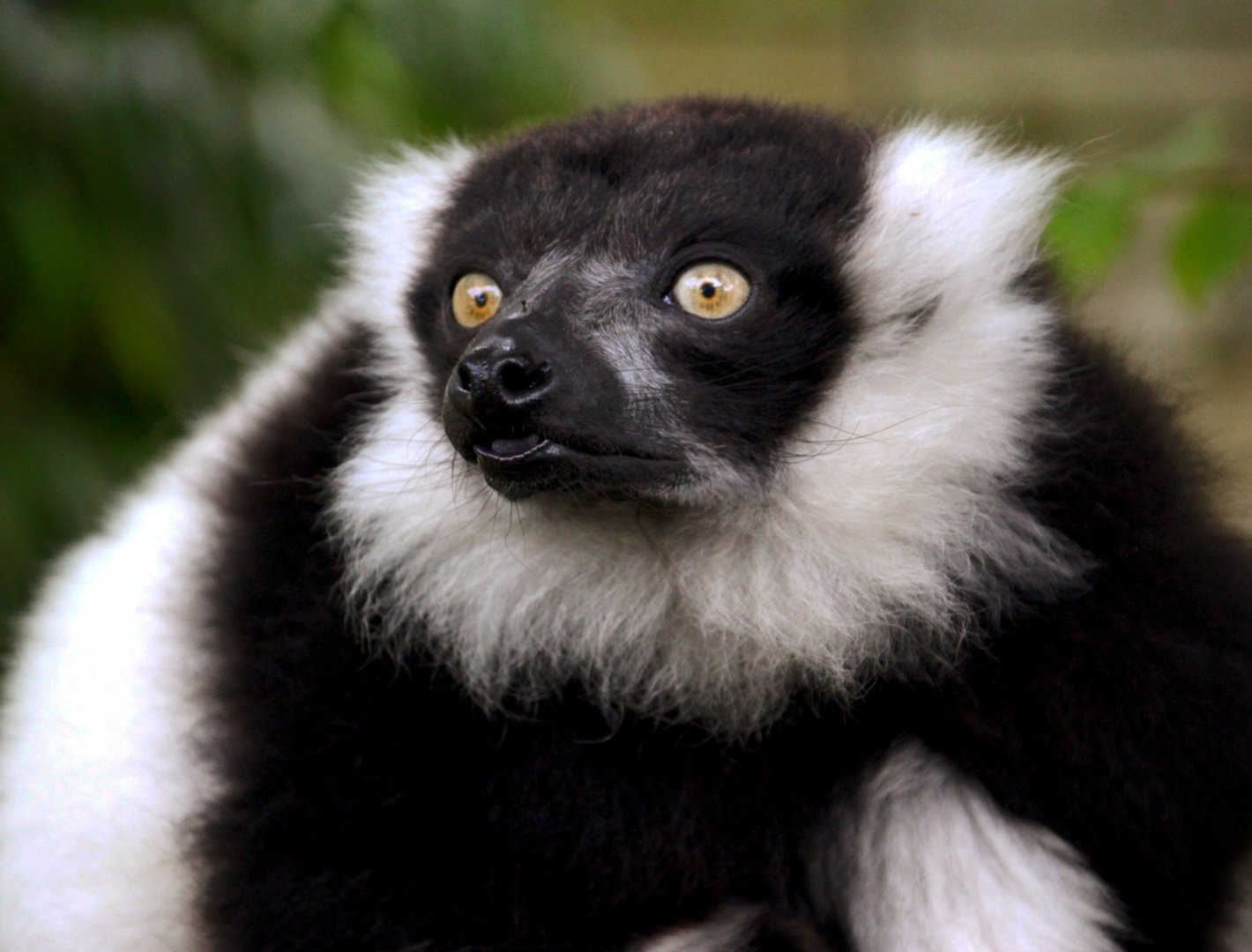Black & White Ruffed Lemur