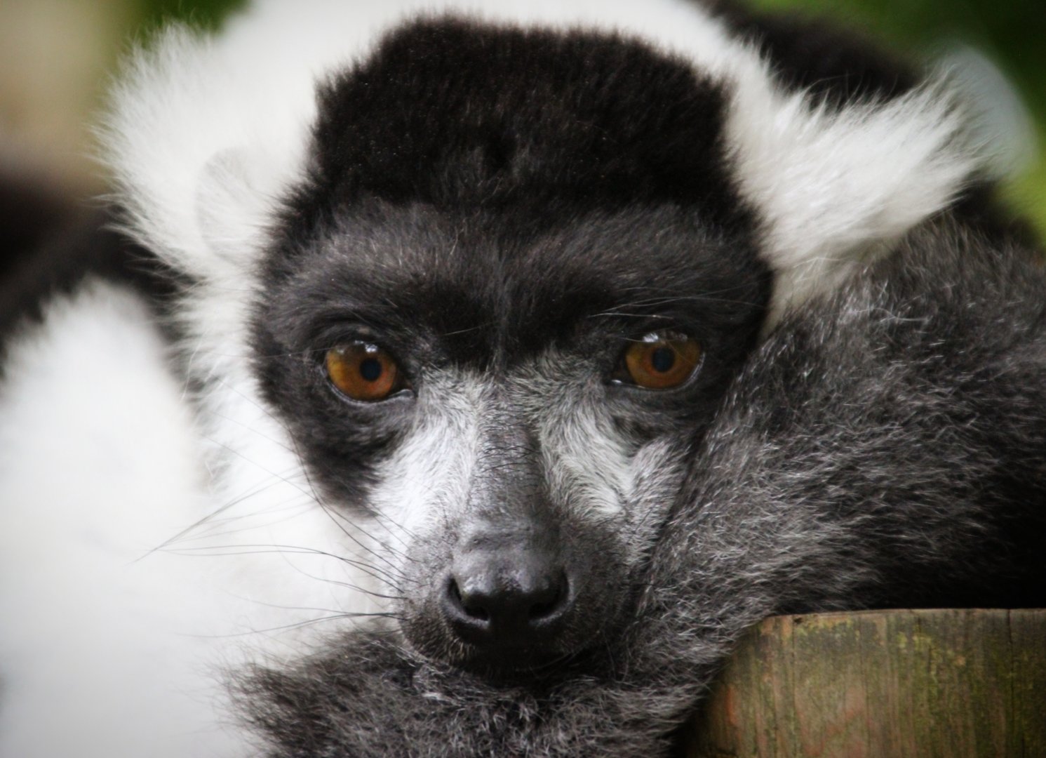 Black &White Ruffed Lemur