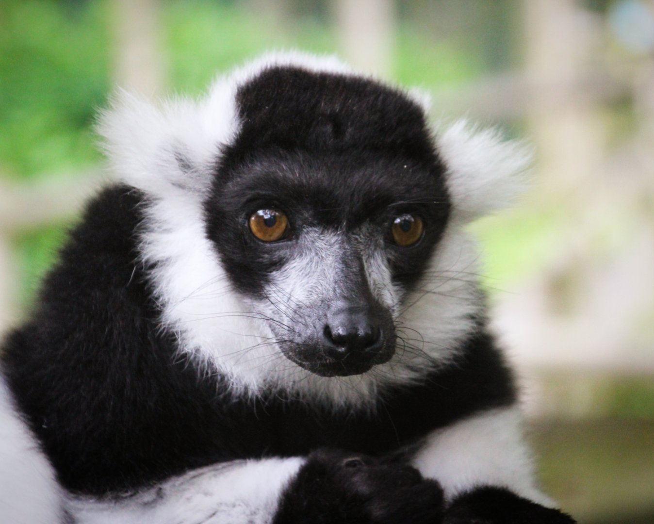 Black & White Ruffed Lemur