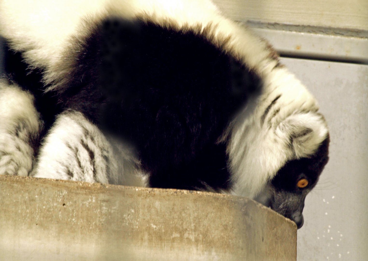 Black & white ruffed lemur
