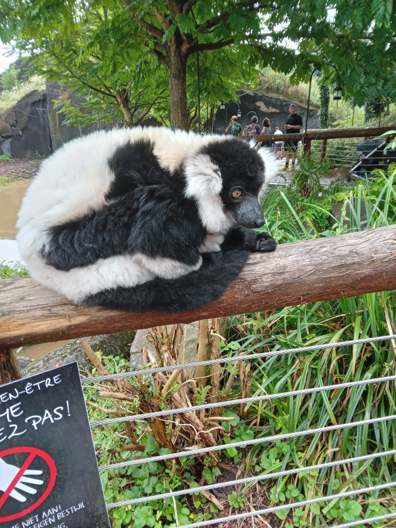 Black & White Ruffed Lemur