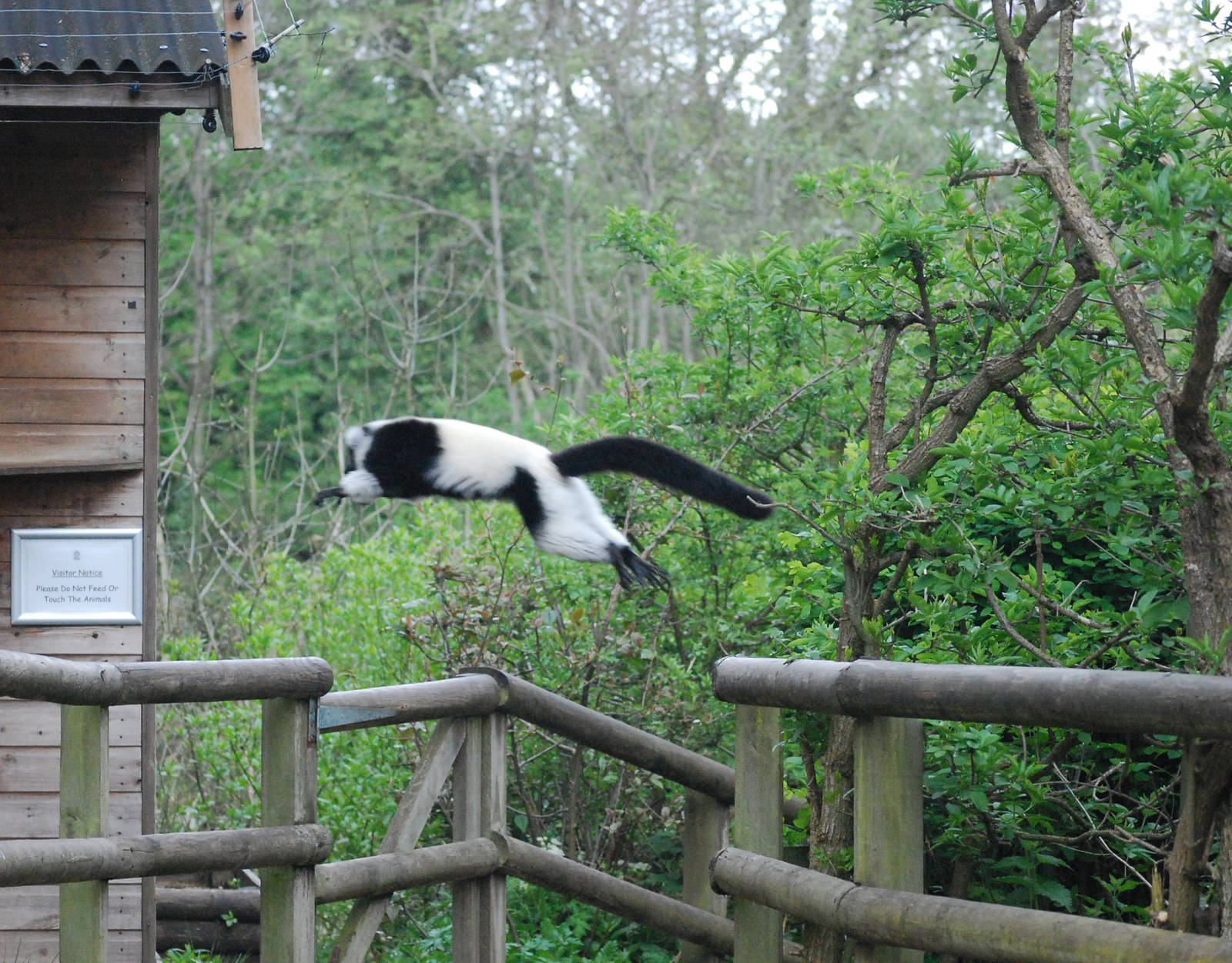 BLACK & WHITE RUFFED LEMUR