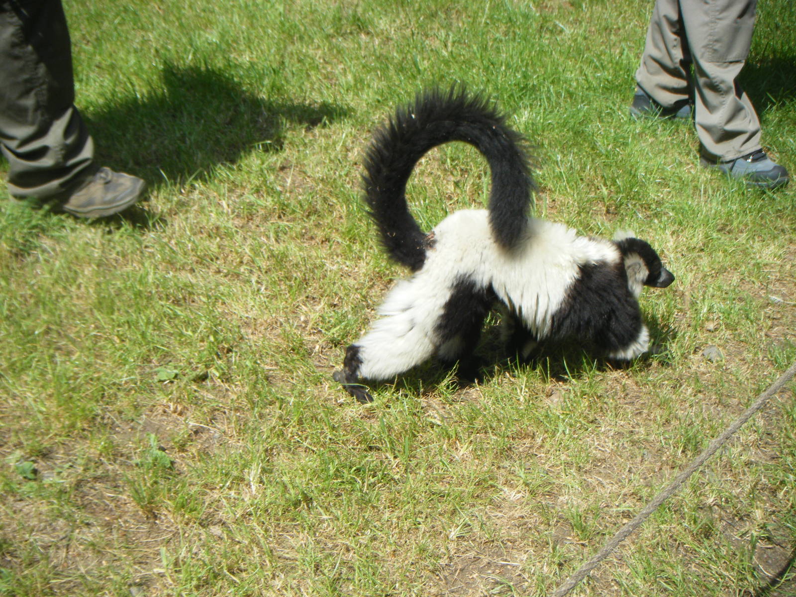 Black & white ruffed Lemur