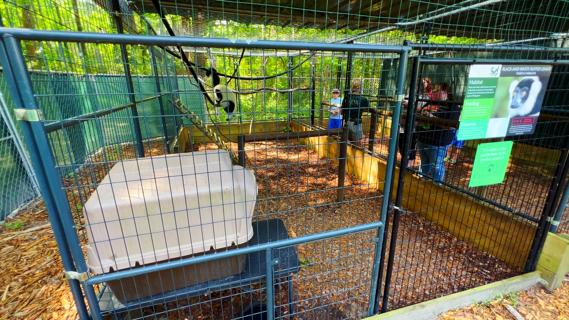 Black & White Ruffed Lemurs