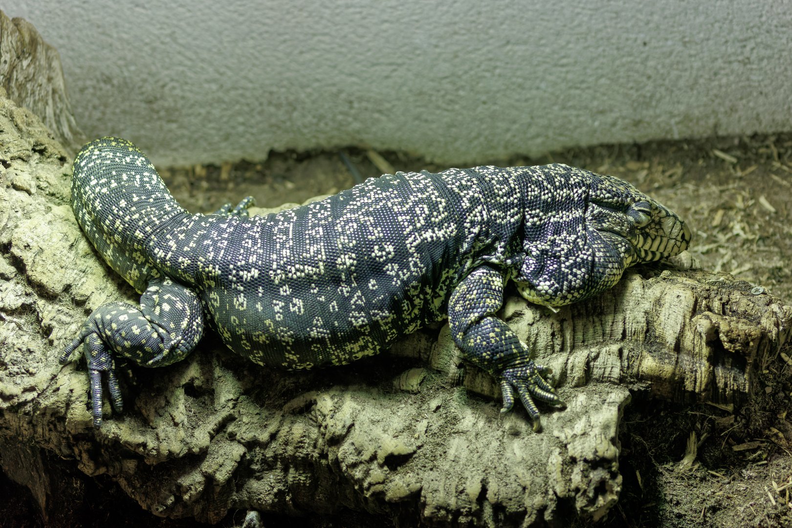 Black & White Tegu / 23-3-22 / Dartmoor Zoo