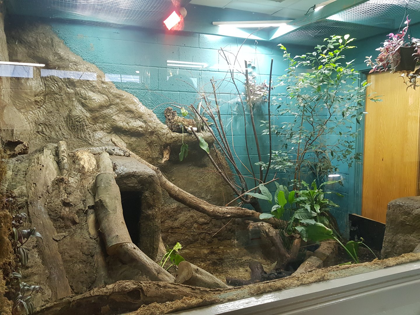 Black & White Tegu Enclosure