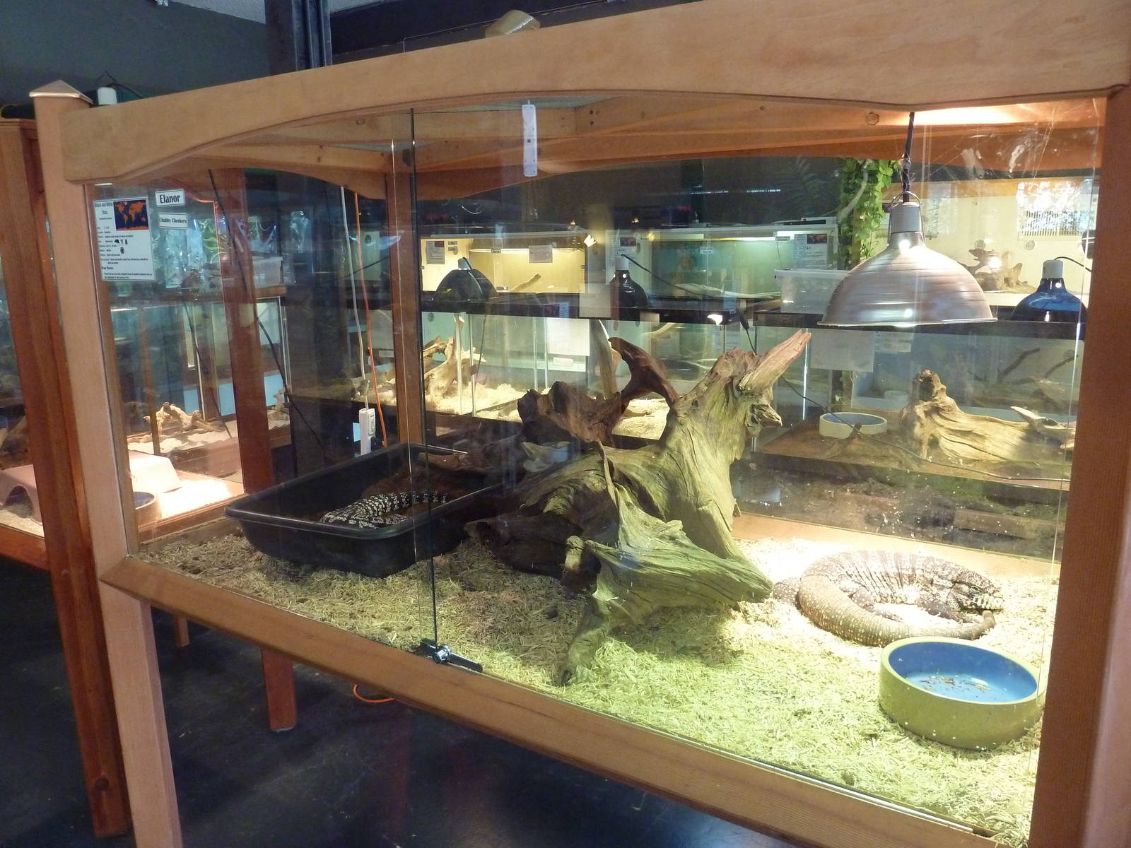 Black + White Tegu Exhibit