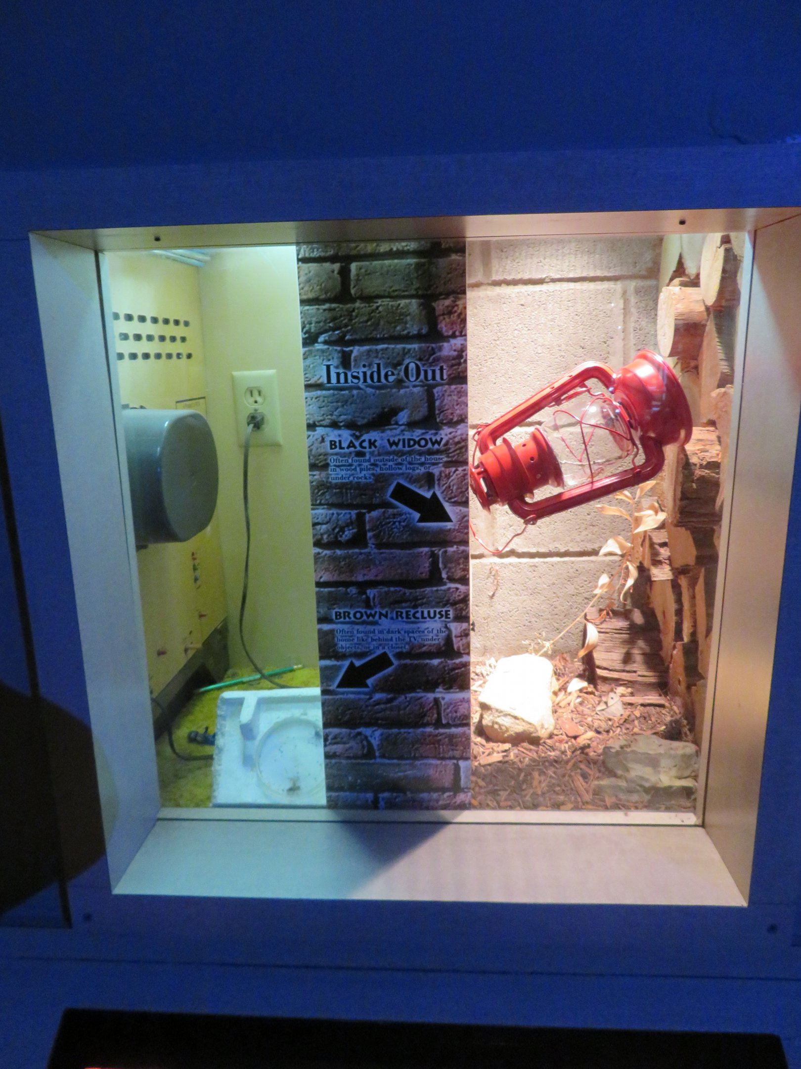 Black Widow/Brown Recluse Exhibit