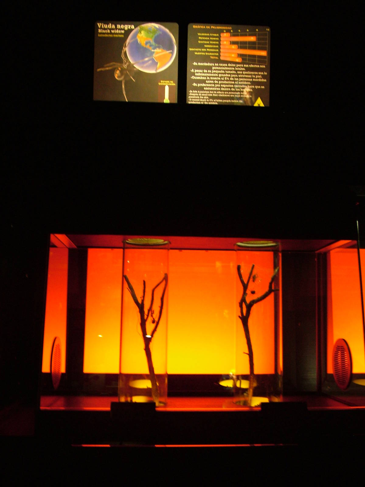 Black Widow Display in Venom at Faunia, 27/05/11