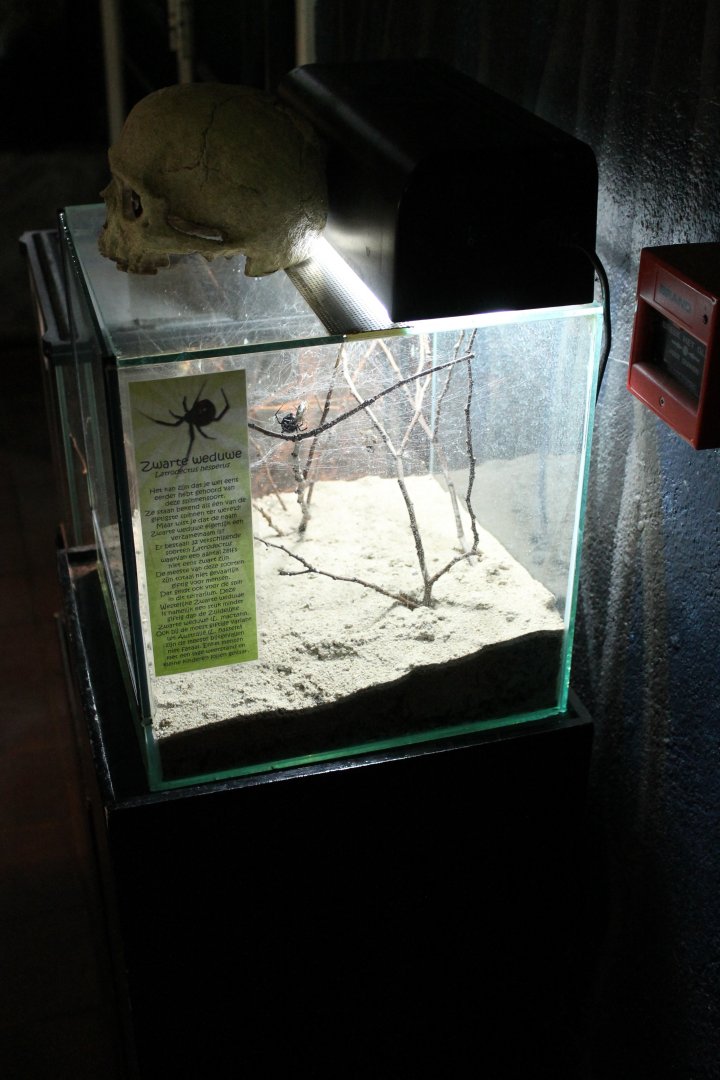 Black widow-enclosure