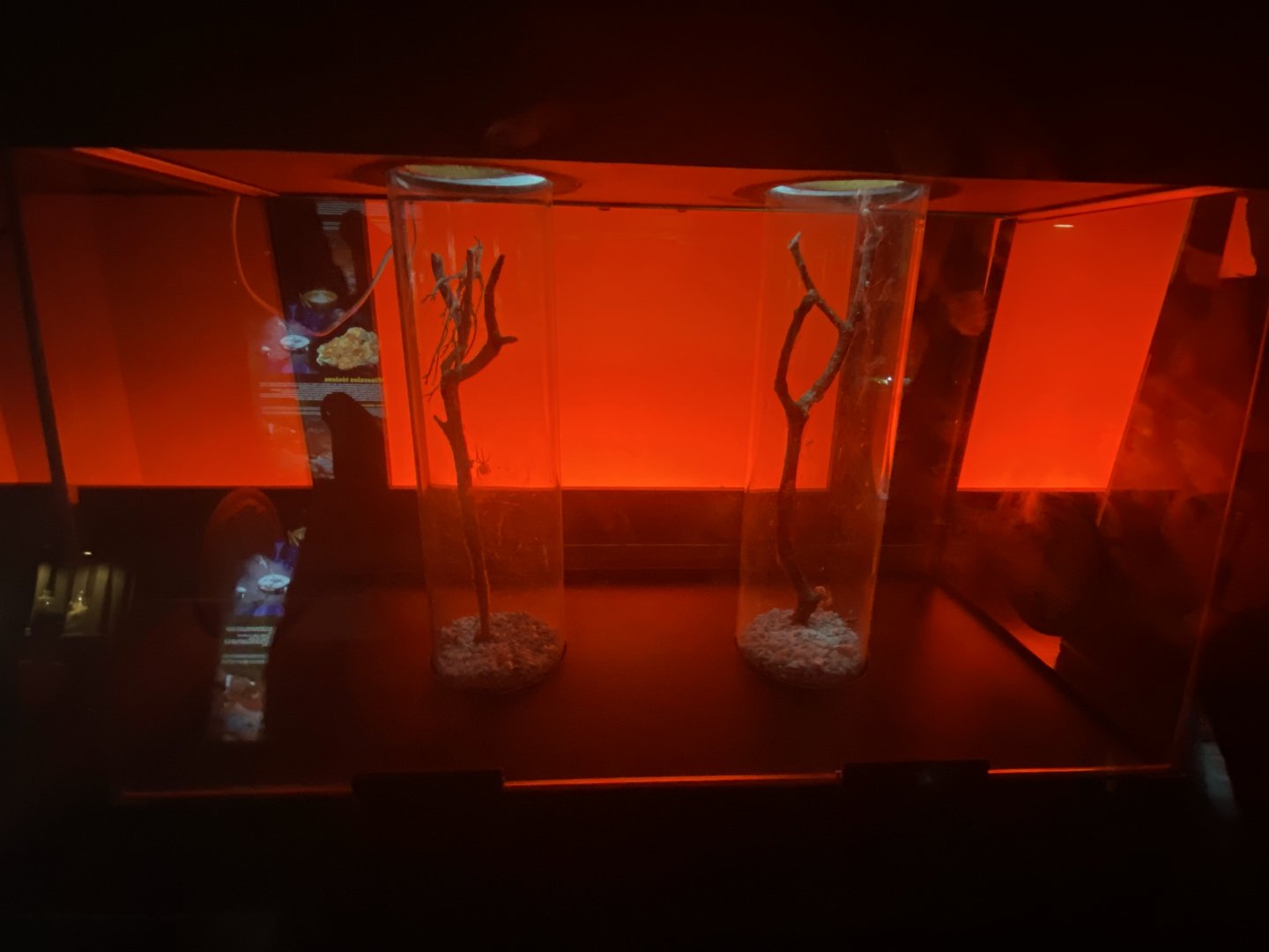 Black widow exhibits