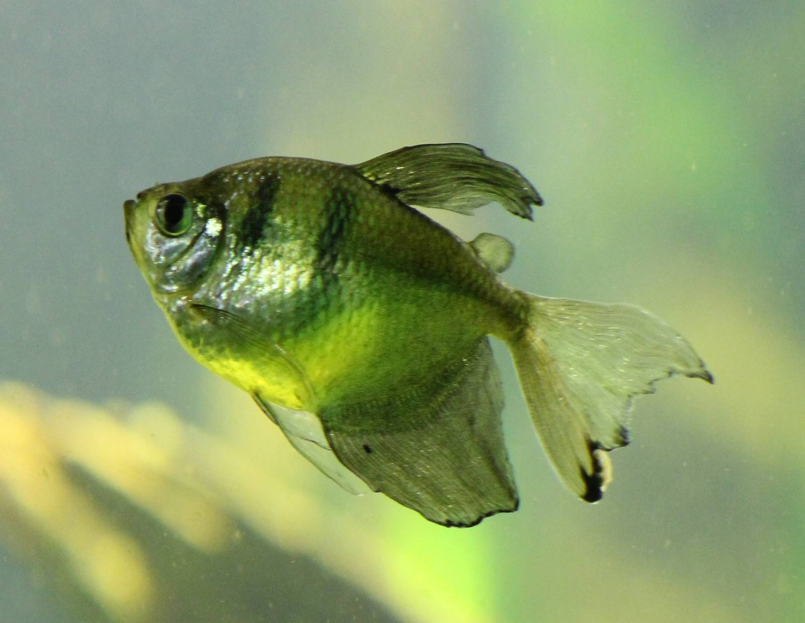 Black widow - fish, not spider