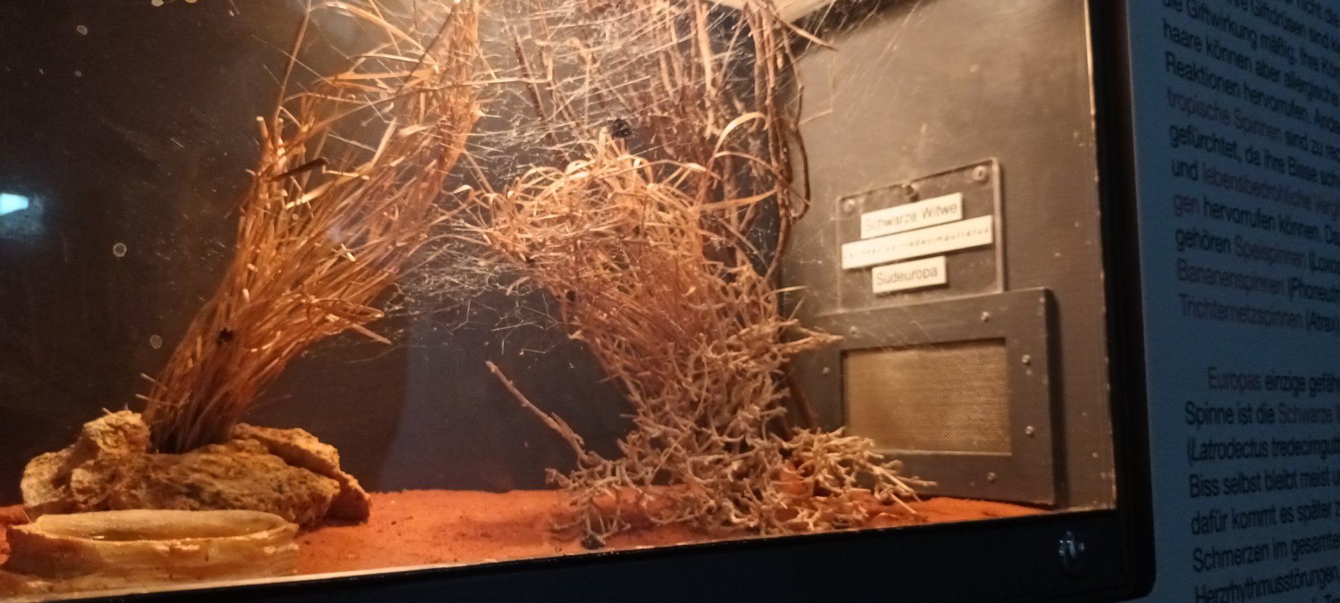 Black Widow Habitat