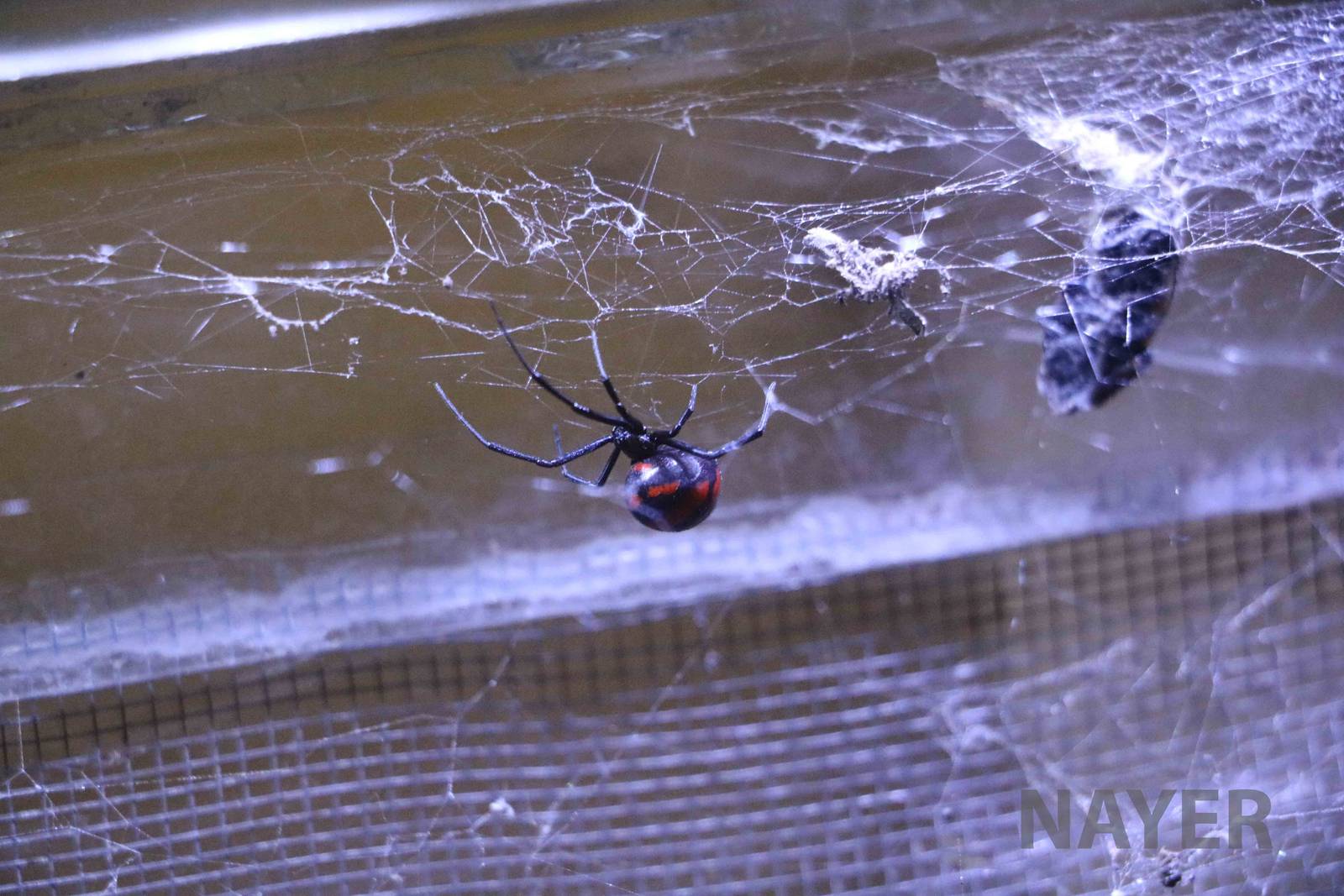 Black widow, Serpentario Machaqway - April 2016.