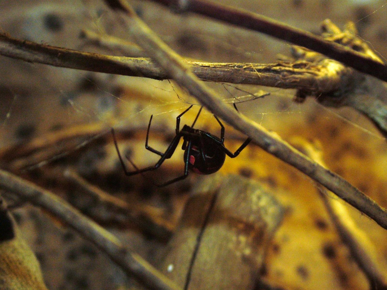 Black Widow Spider at Dvur Kralove, 27/08/12