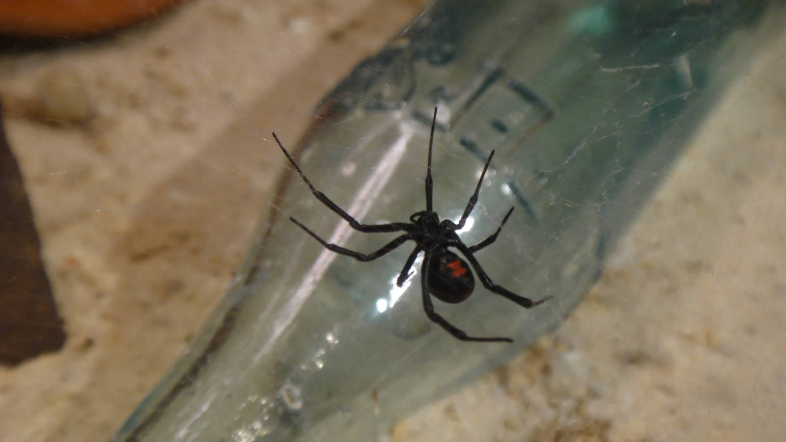 Black widow spider at Museum of life and science 2015-1-31