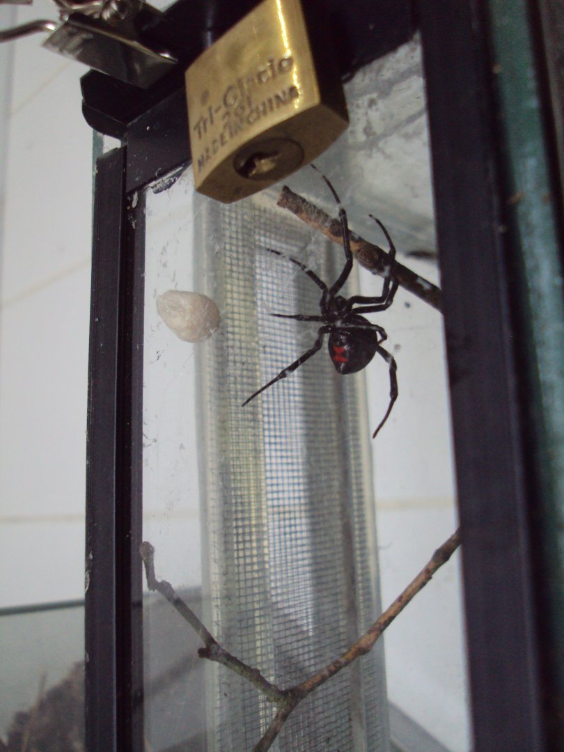 Black Widow Spider (Latrodectus mactans) 23/06/2019
