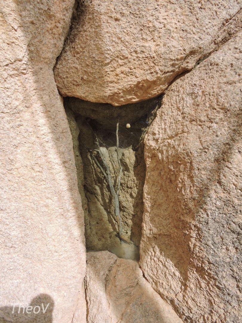 Black widow spider terrarium [2015]