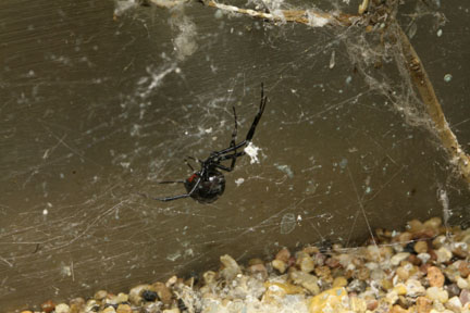 black widow spider