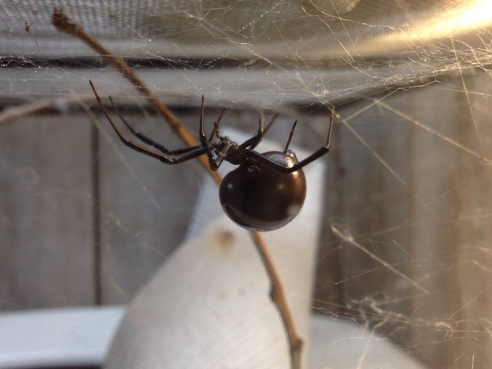 Black Widow Spider