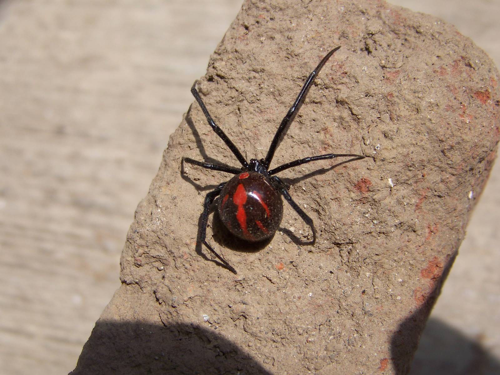 Black widow spider
